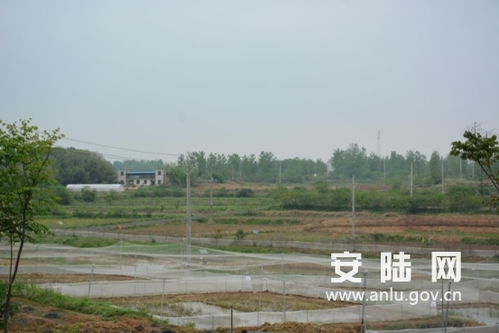 煙店鎮(zhèn)一企業(yè)獲評湖北省巾幗脫貧示范基地，中藥材銷售助力扶貧